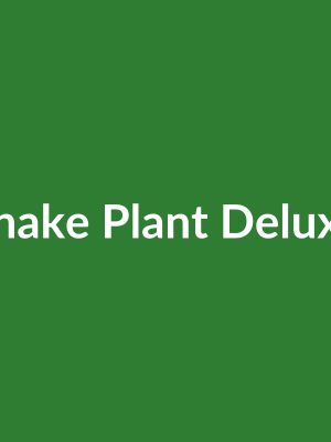 Snake Plant Deluxe