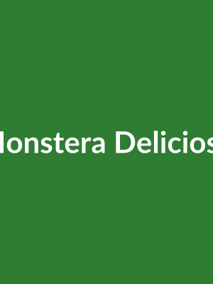 Monstera Deliciosa