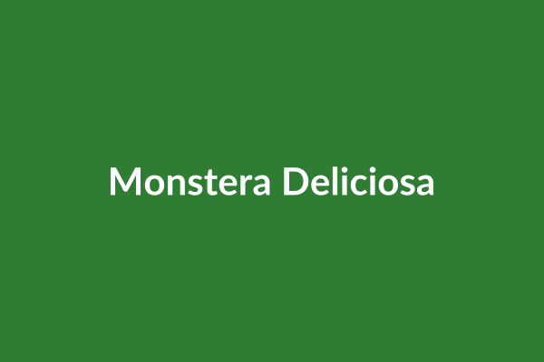 Monstera Deliciosa
