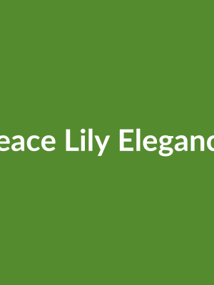 Peace Lily Elegance