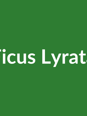 Ficus Lyrata