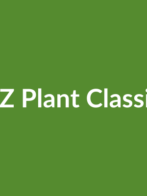 ZZ Plant Classic