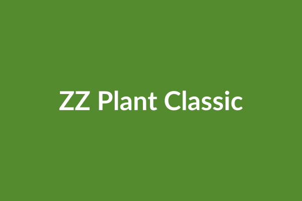 ZZ Plant Classic