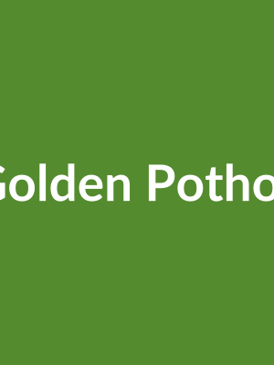 Golden Pothos
