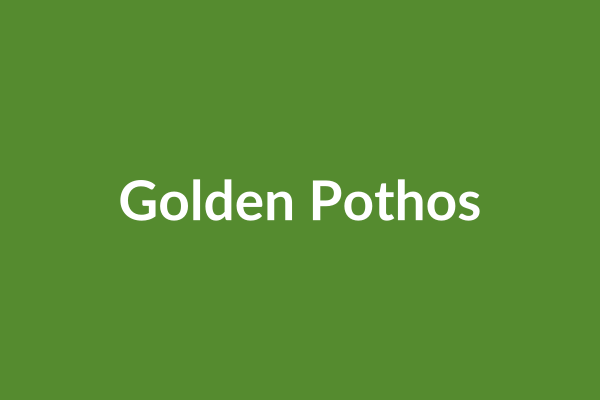 ffffff-5.png Golden Pothos