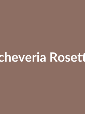 Echeveria Rosette