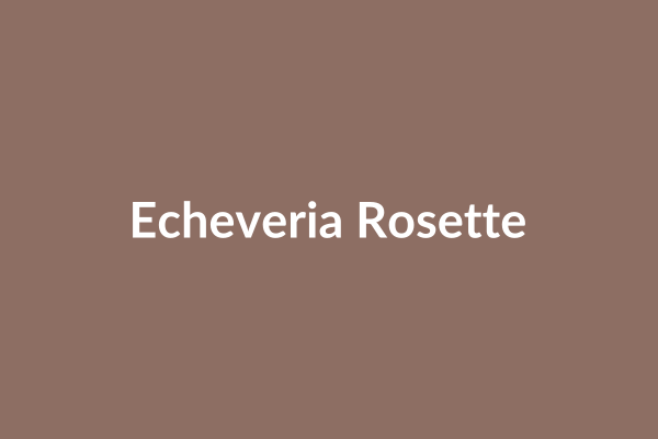 Echeveria Rosette