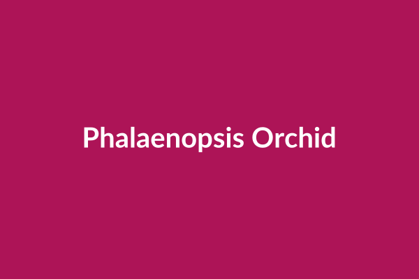 Phalaenopsis Orchid