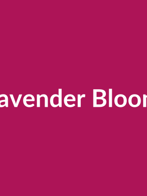 Lavender Bloom