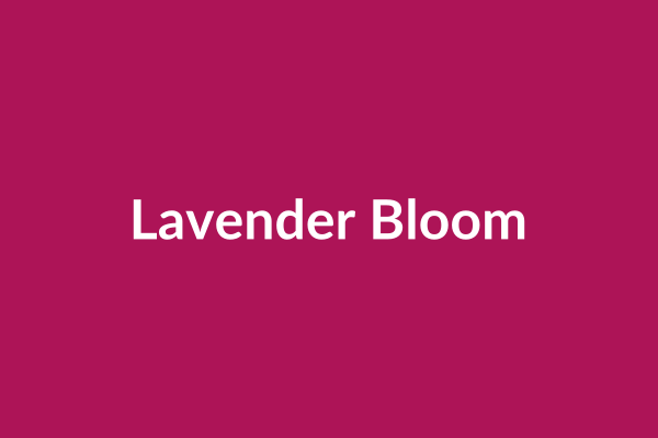 Lavender Bloom