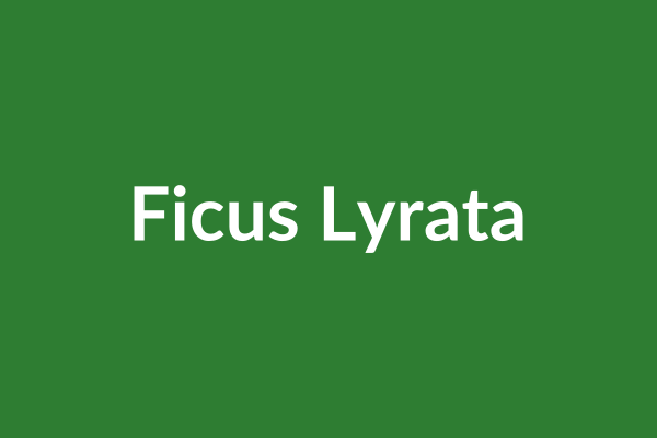 Ficus Lyrata